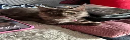 Maine Coon cats for sale: Beautiful 🐈‍⬛  - Advert 14