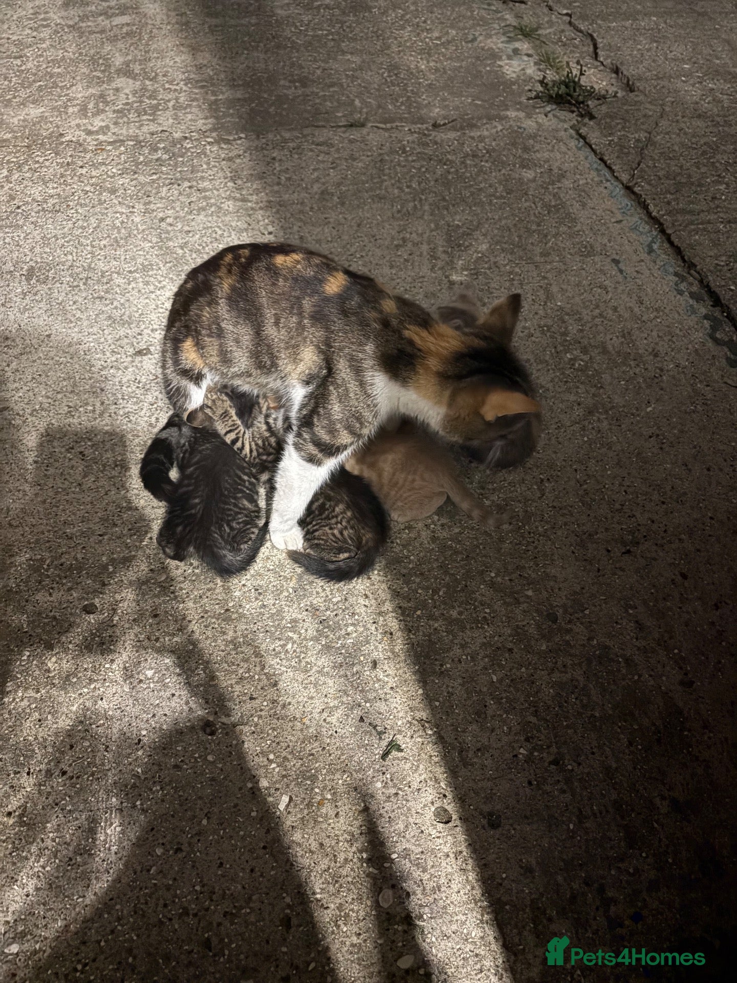Mixed Breed cats 5 lovely female kittens for sale - Advert 4