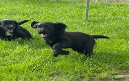 Cocker Spaniel dogs for sale: Working Cocker Spaniel pups in Houghton le Spring - Image 1