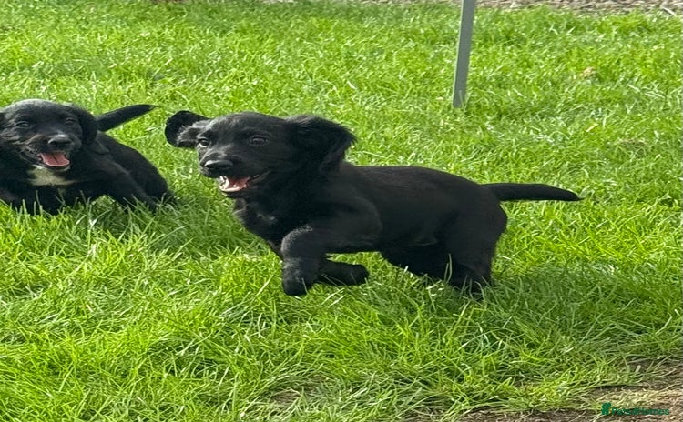 Cocker Spaniel dogs in Houghton le Spring - Advert 10