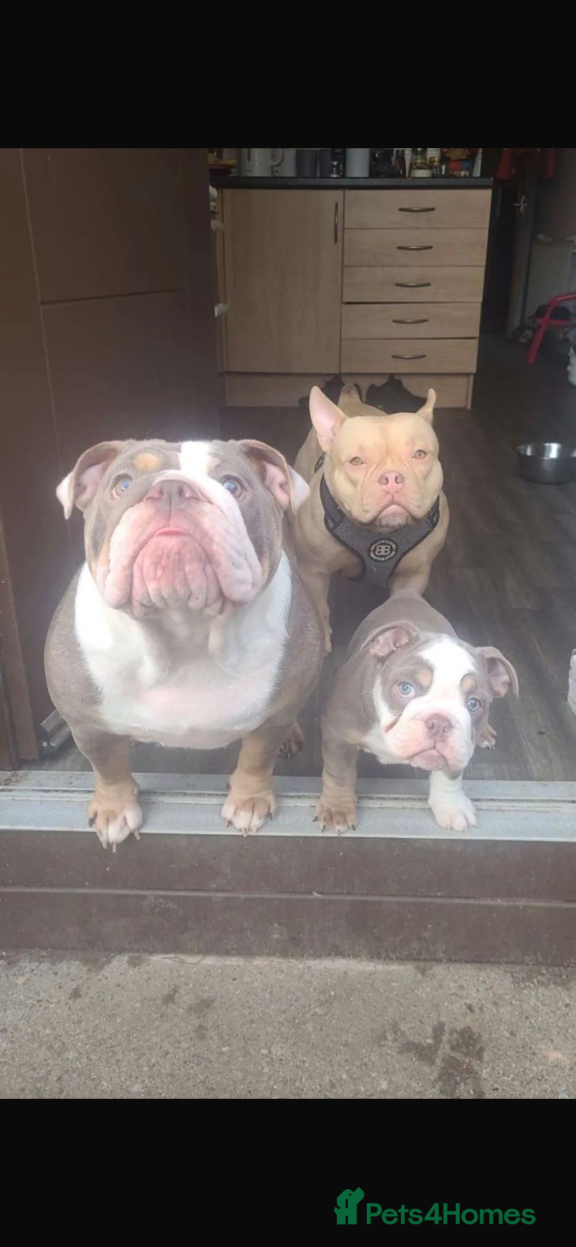 English Bulldog dogs Lovely chunky girl  - Advert 4