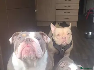 English Bulldog dogs Lovely chunky girl - Advert 4