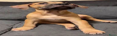 Mixed Breed 2