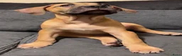Mixed Breed dogs for sale: Bandogge mastiff pups  - Advert 14