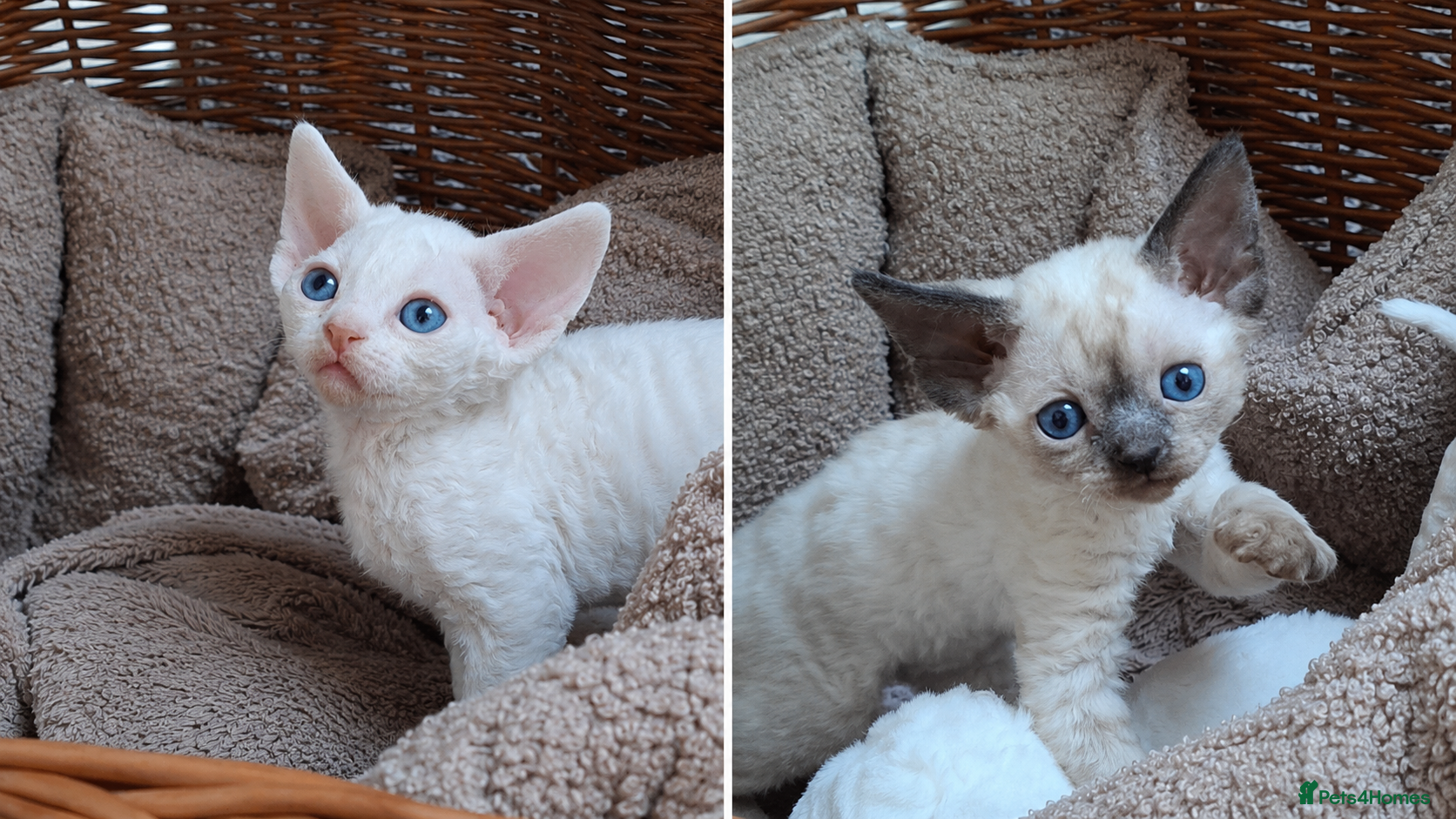 Devon Rex cats Devon Rex -the price includes sterilization - Advert 3