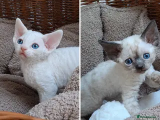 Devon Rex cats Devon Rex -the price includes sterilization - Advert 3