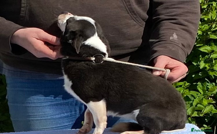 Mixed Breed dogs - Advert 2