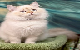 British Shorthair cats for sale: British longhair Golden point TICA active  - Image 5