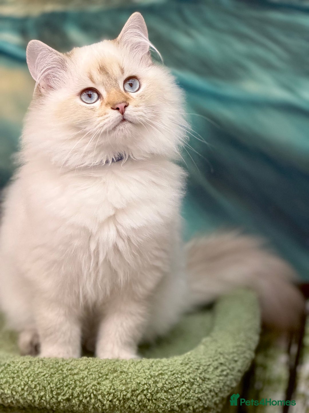 British Shorthair cats for sale: British longhair Golden point TICA active  - Image 5