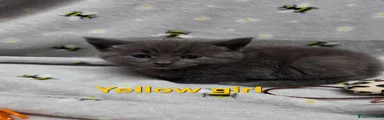  5 Yellow girl 