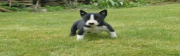 Border Collie dogs for sale: Three beautiful boy Border collies  - Advert 2