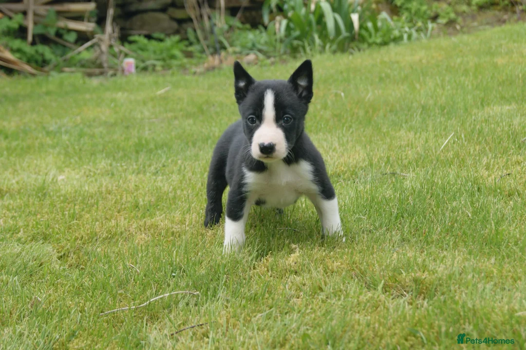Border Collie dogs for sale: Three beautiful boy Border collies  - Advert 2