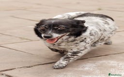Mixed Breed dogs for adoption: 💖🐶 LYRA 🐶💖 - Image 5