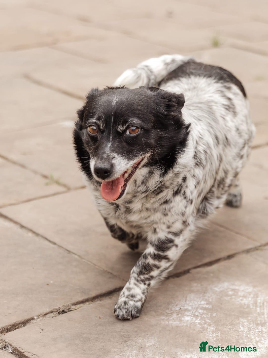 Mixed Breed dogs for adoption: 💖🐶 LYRA 🐶💖 - Image 5