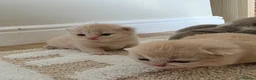 British Shorthair cats for sale: Exceptional GCCF Champion British shorthair - Advert 7