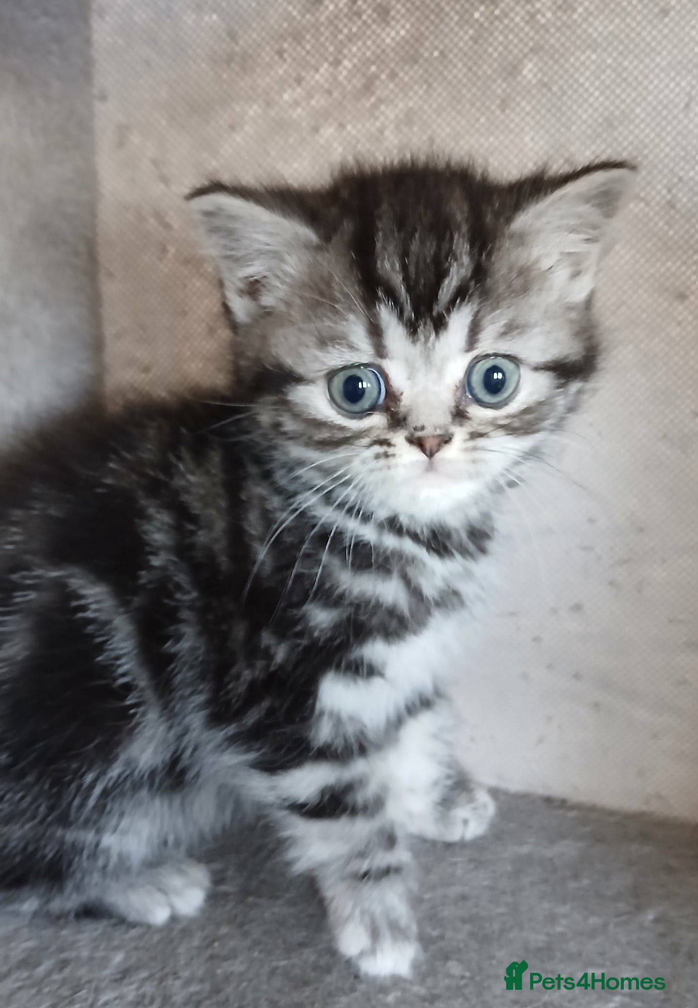 British Shorthair cats Bsh. Silver clasic tabby . - Advert 3