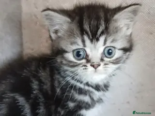 British Shorthair cats Bsh. Silver clasic tabby . - Advert 3