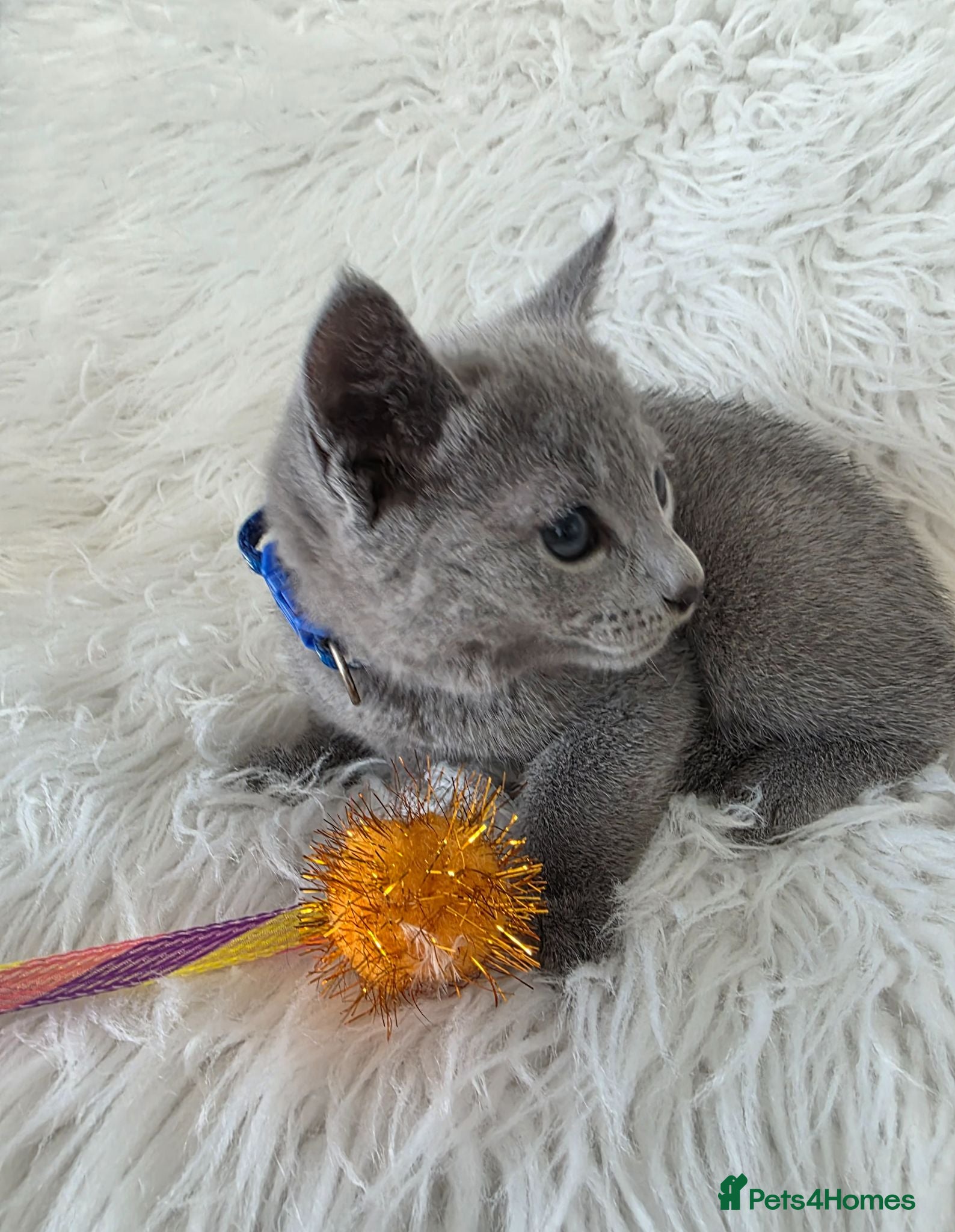 Russian Blue cats Stunning Russian blue kittens  - Advert 1