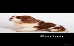 Cavalier King Charles Spaniel dogs for sale: Stunning Cavalier Puppies–Champ Blood,HealthTested - Image 6