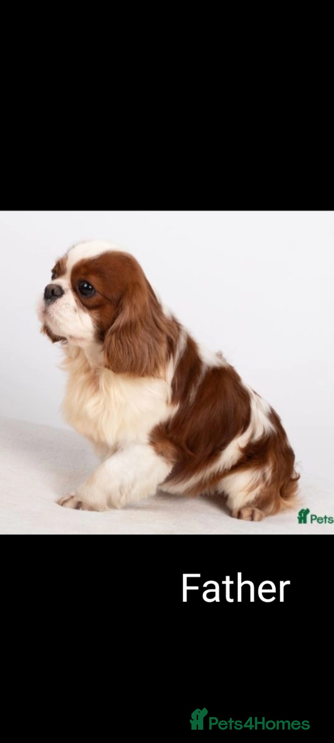 Cavalier King Charles Spaniel dogs for sale: Stunning Cavalier Puppies–Champ Blood,HealthTested - Image 6