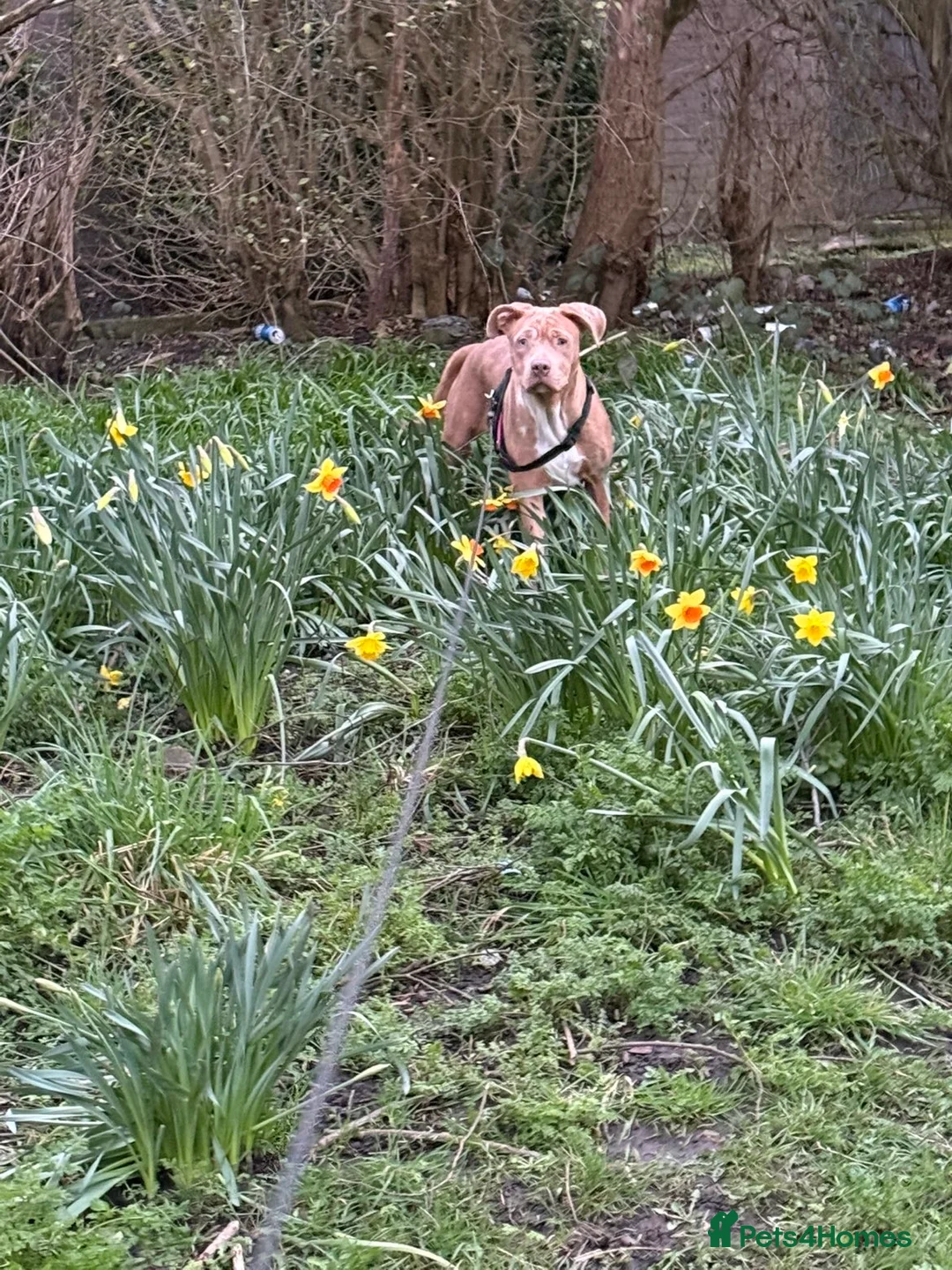 Cane Corso dogs for sale: This is nova - Advert 3