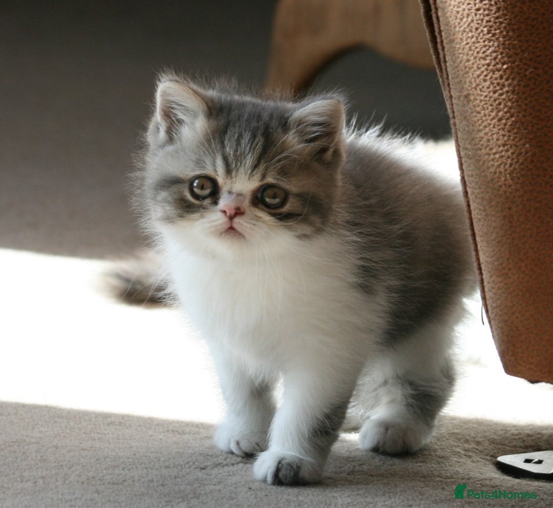 Exotic cats for sale: Beautiful Exotic Pedigree Kittens - Image 4