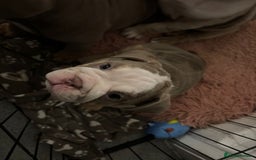 Mixed Breed dogs for sale: ✨ CHARLIE’S ANGELS – BULLDOG GIRLS ✨ - Image 2