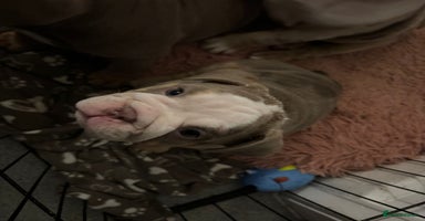 Mixed Breed dogs - Advert 4