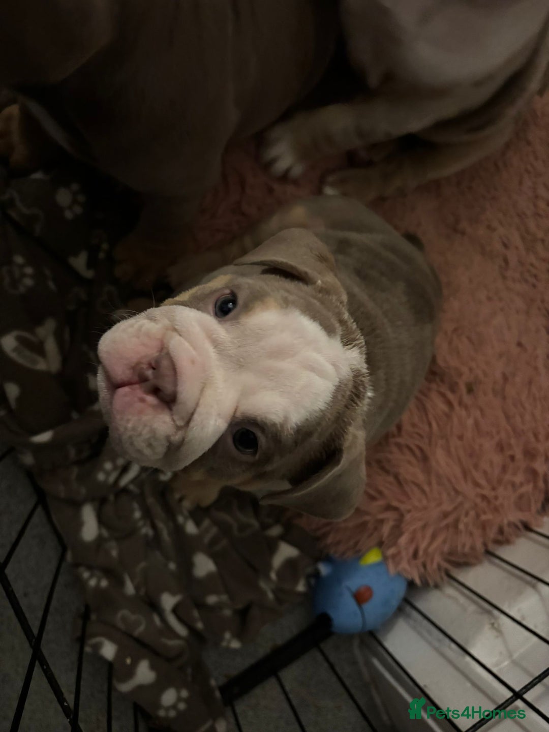 Mixed Breed dogs for sale: ✨ CHARLIE’S ANGELS – BULLDOG GIRLS ✨ - Image 2