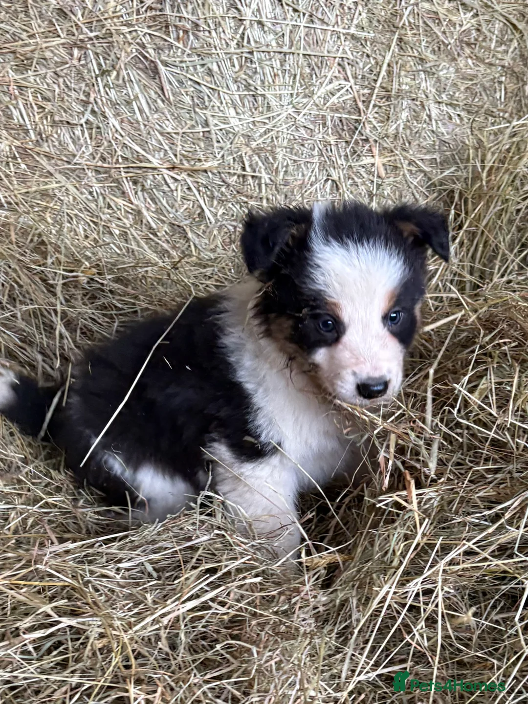 Border Collie dogs for sale: Gorgeous border collie pups - Advert 3