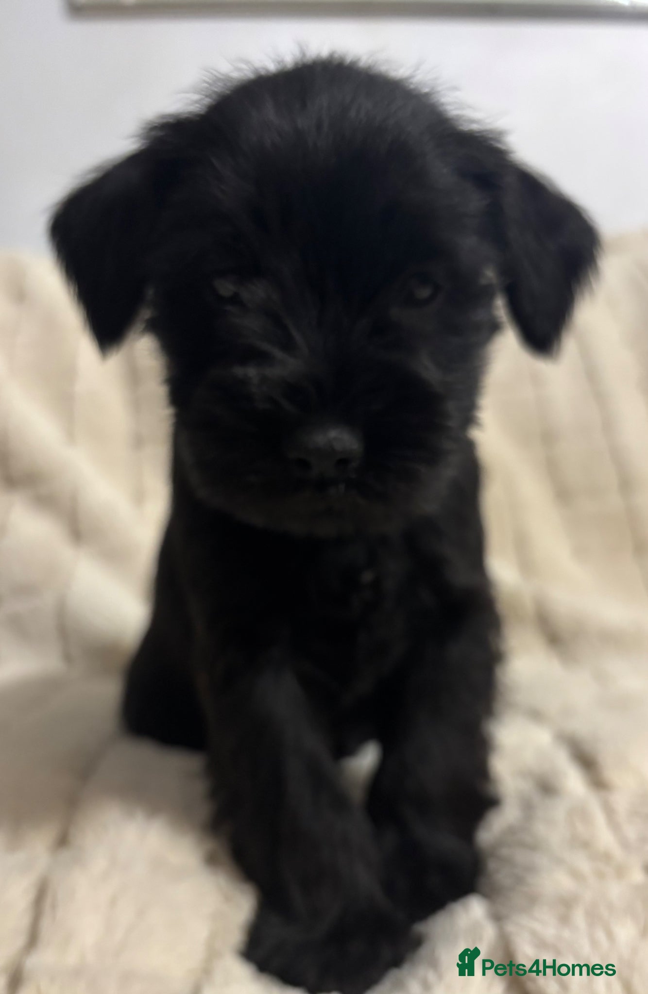 Miniature Schnauzer dogs KC Reg miniature Schnauzer puppies  - Advert 1