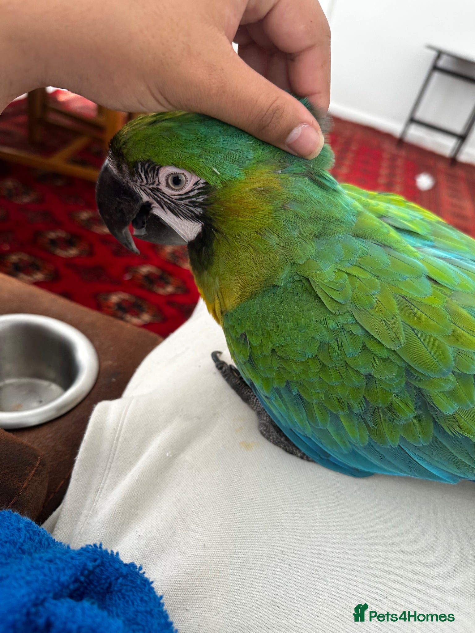 Parrots birds for sale: Rare stunning hybrid milligold macaw   in Harrow - Advert 2