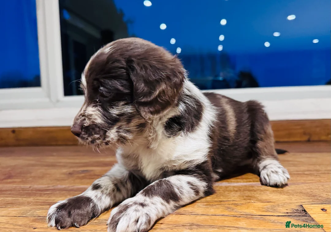 Labradoodle dogs for sale: Chocolate & chocolate Merle Miniature Labradoodles - Advert 7