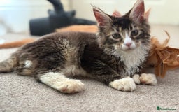 Maine Coon cats for sale: Large Male Quad Polydactyl Maine Coon - Image 4