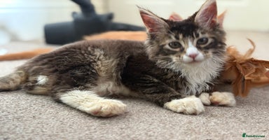 Maine Coon cats - Advert 3