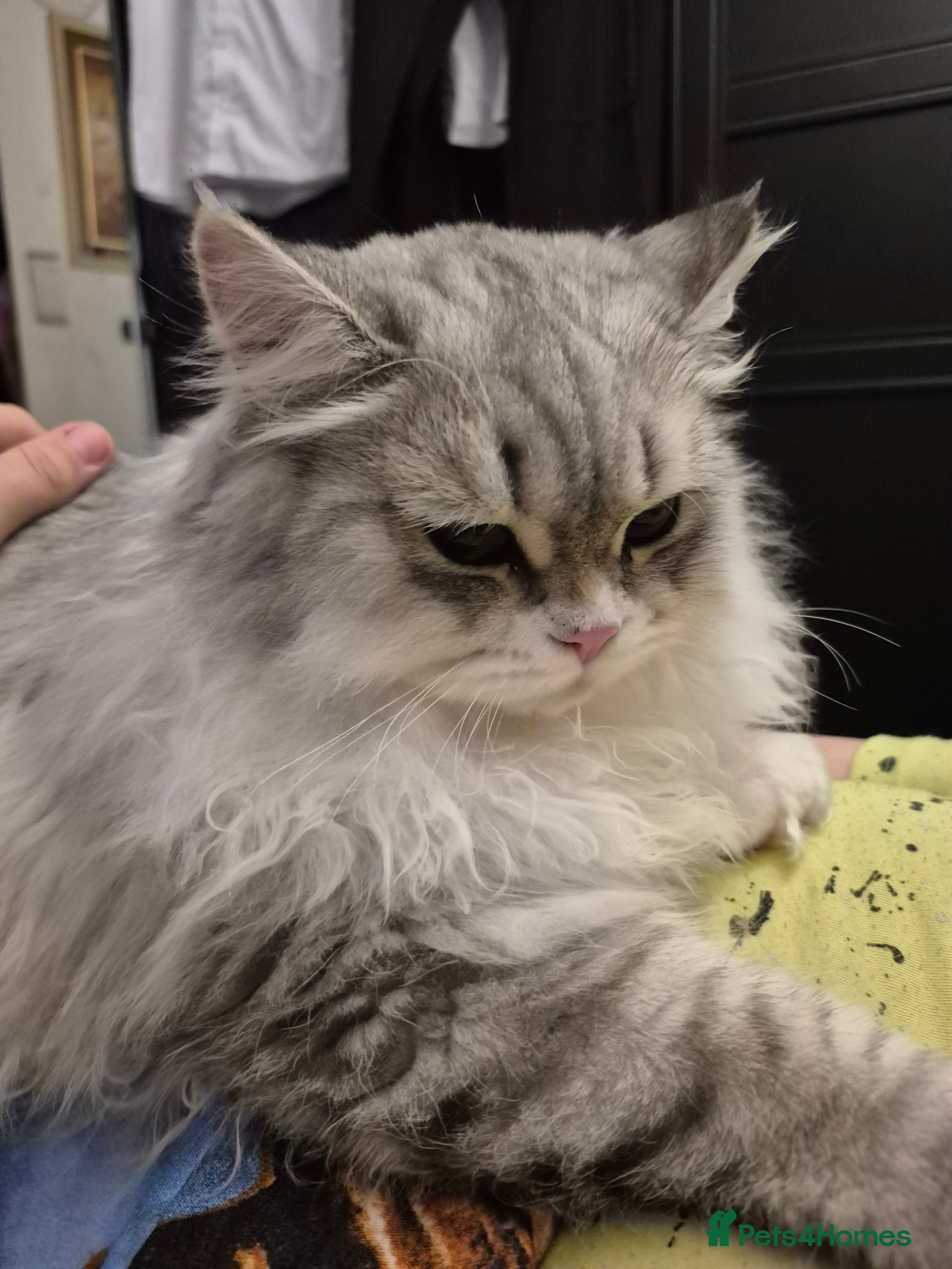 British Shorthair cats British Longhair Silver Boy & Black shorthair girl - Advert 12