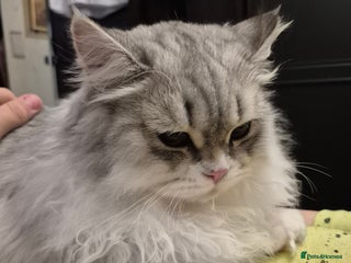 British Shorthair cats British Longhair Silver Boy & Black shorthair girl - Advert 17