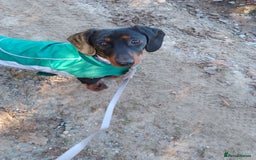 Miniature Dachshund dogs for sale: Two year old Miniature Smooth Haired Dachshund  - Image 6