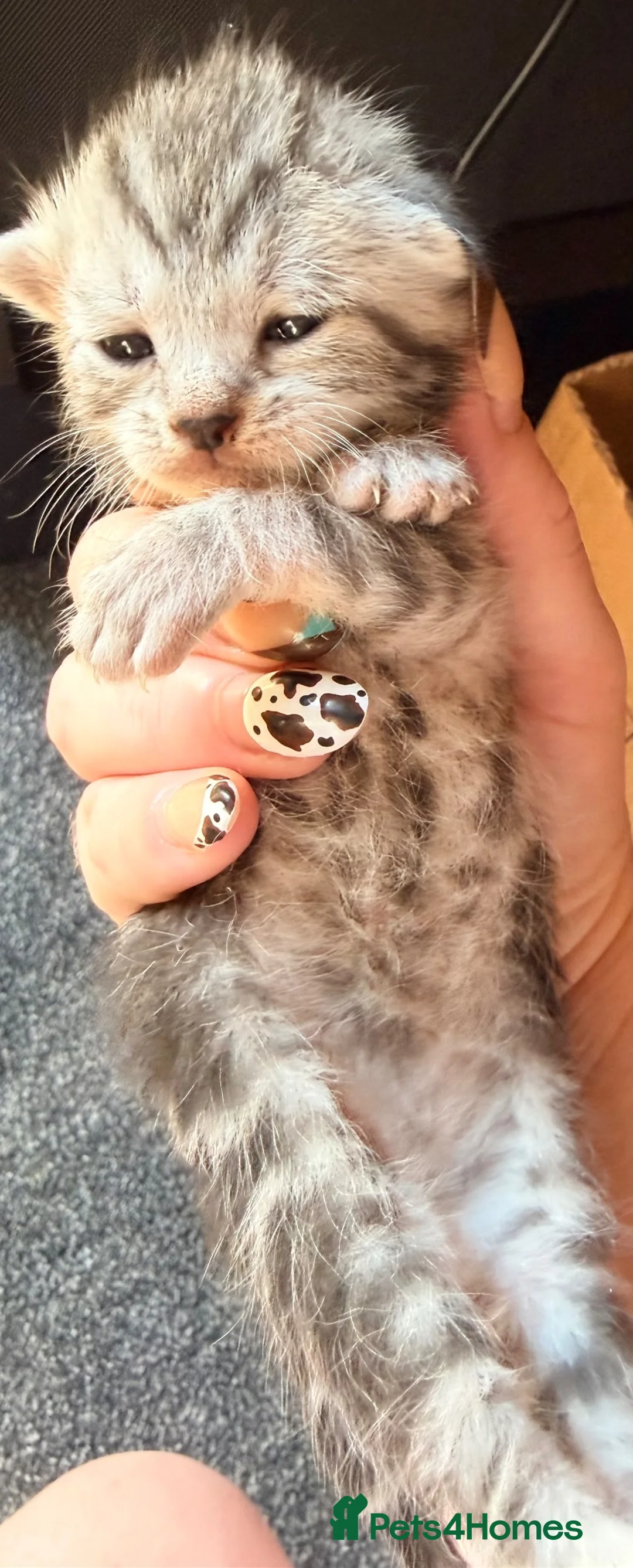 Bengal cats for sale: Grey tabby/bengal - Advert 2