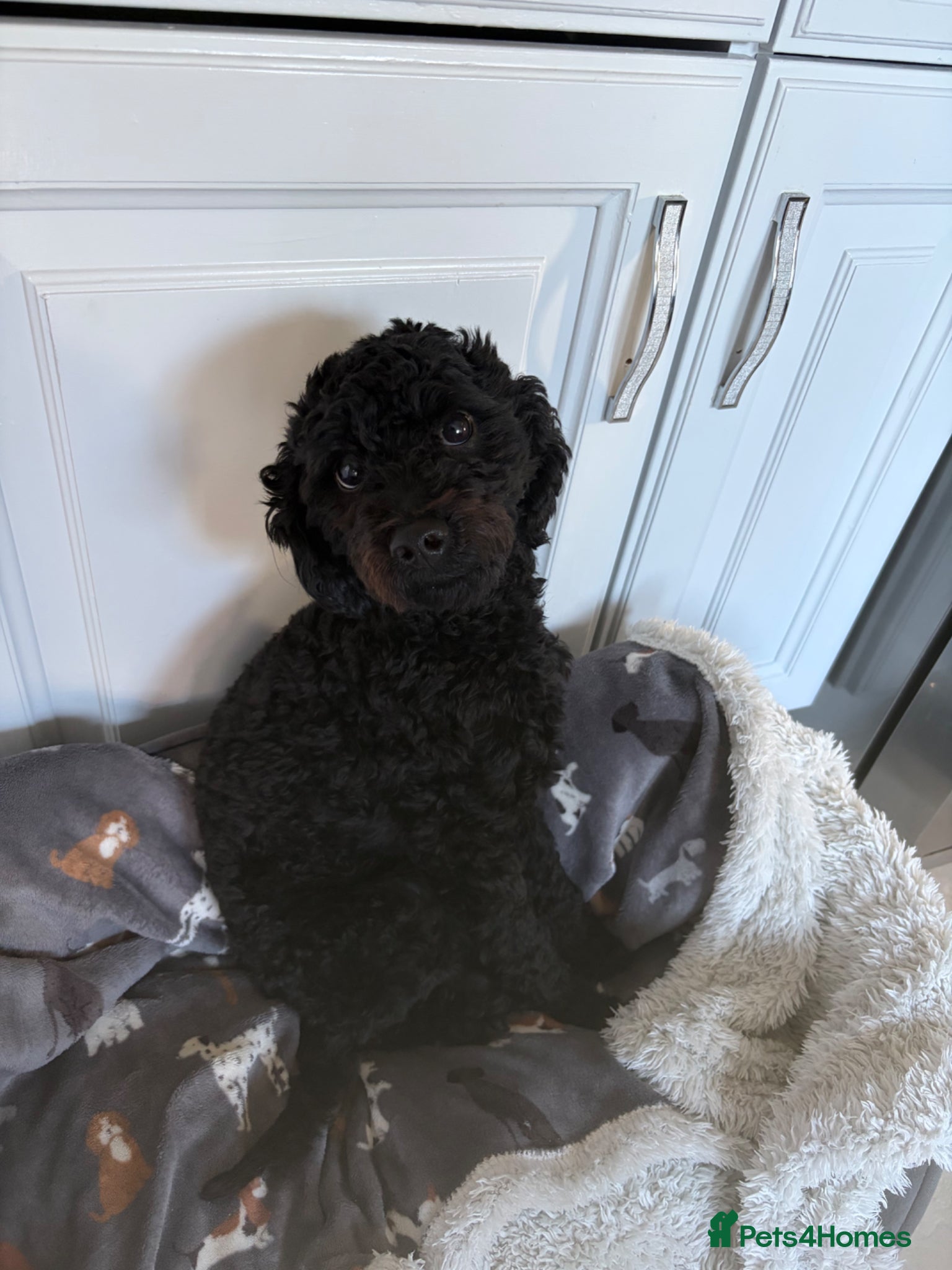 Cockapoo dogs for sale: Teddy 1 year old boy cockerpoo in Clacton-on-Sea - Advert 1