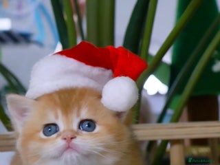 British Shorthair cats ✨Golden British Shorthair ready December✨ - Advert 2