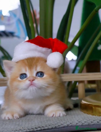 British Shorthair cats ✨Golden British Shorthair ready December✨ - Advert 1