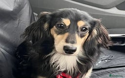 Miniature Dachshund dogs for stud: Black&Cream Miniature LongCoat (CarriesChoc) 3.9kg in Dalry - Image 10