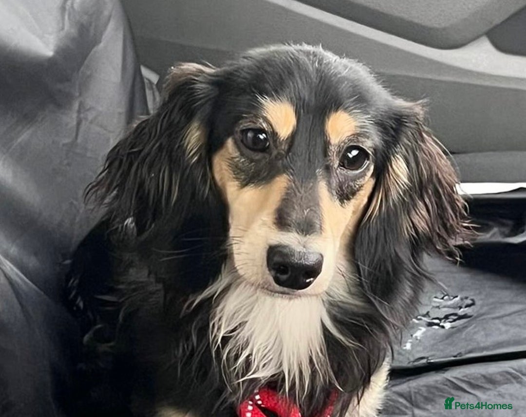 Miniature Dachshund dogs for stud: Black&Cream Miniature LongCoat (CarriesChoc) 3.9kg in Dalry - Image 10