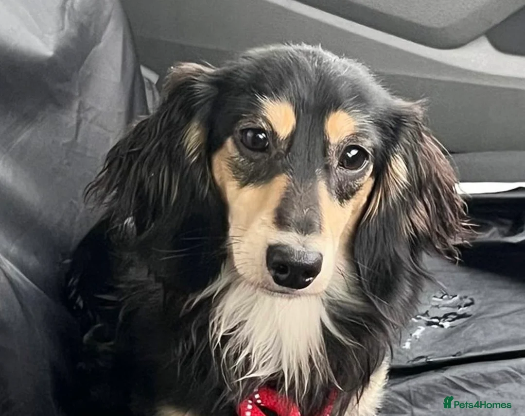 Miniature Dachshund dogs for stud: Black&Cream Miniature LongCoat (CarriesChoc) 3.9kg in Dalry - Advert 10