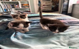Ragdoll cats for sale: Ragdoll cross  - Image 15