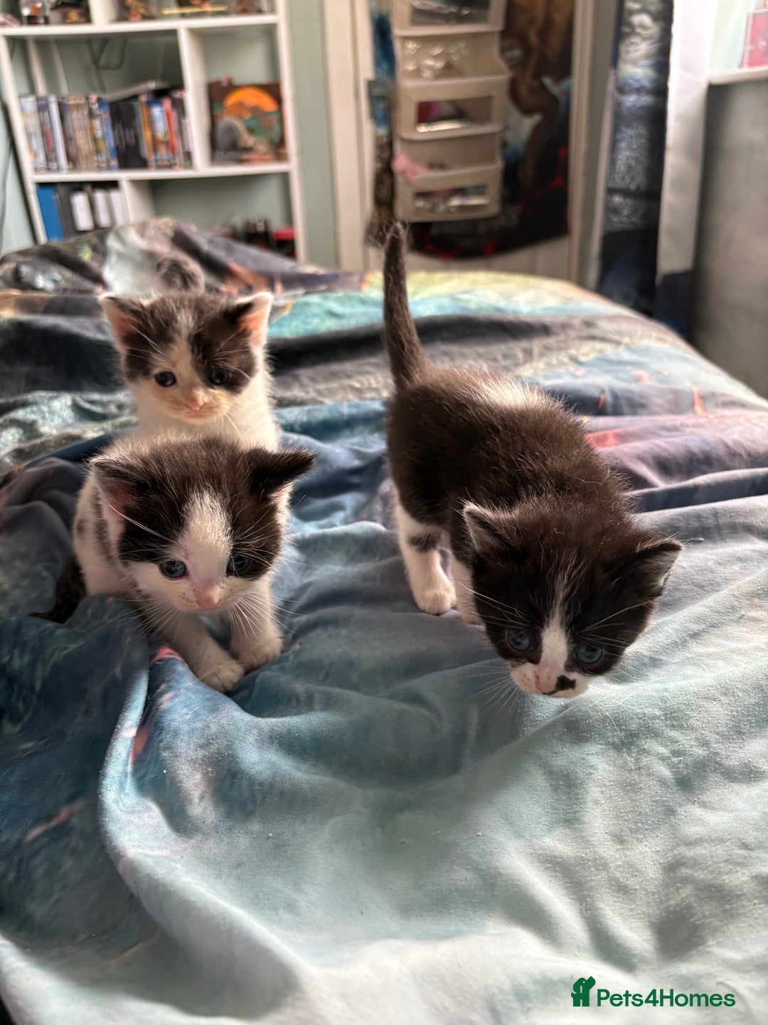 Ragdoll cats for sale: Ragdoll cross  - Image 15