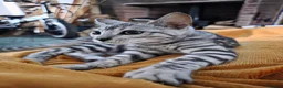 Bengal cats for sale: Female bengal for sale  - Advert 1