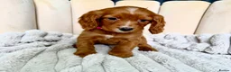 Cocker Spaniel dogs for sale: Adorable Red Cocker Spaniel Puppies 🐶❤️ - Advert 3