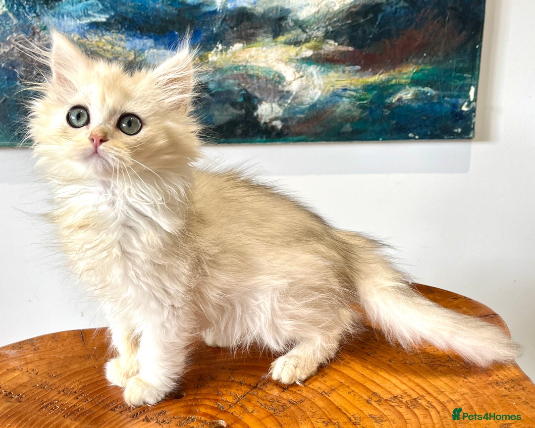 British Longhair cats for sale: Copper Silver British Longhair - Image 3